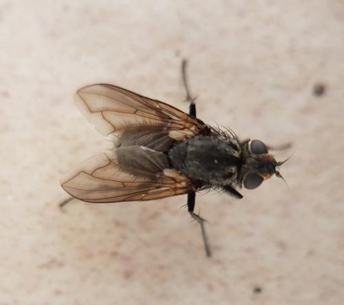 Réf. 219 710 : Bellardia sp.